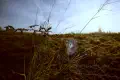 Countryside