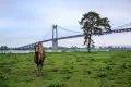 Countryside