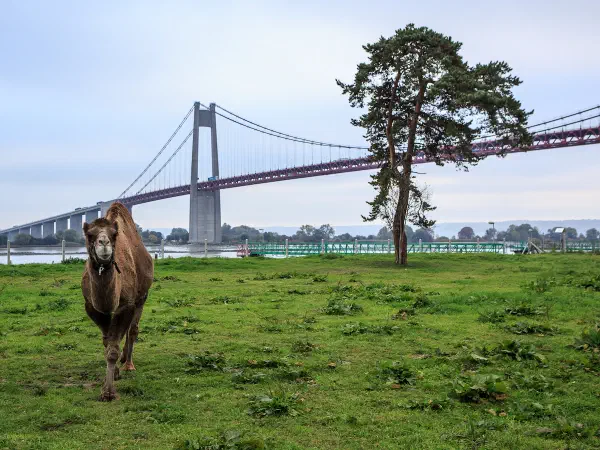 Countryside