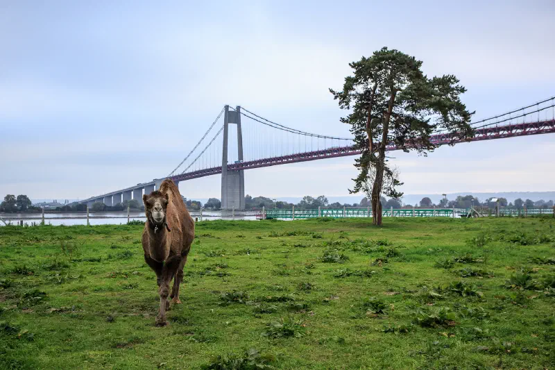 Countryside